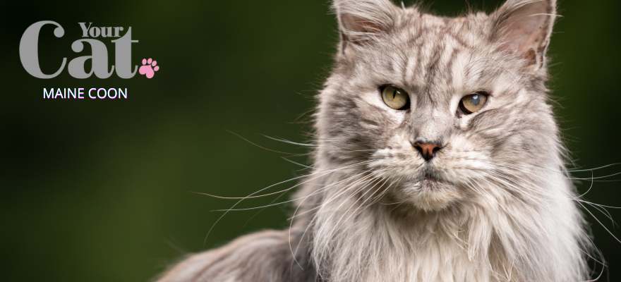 Maine Coon