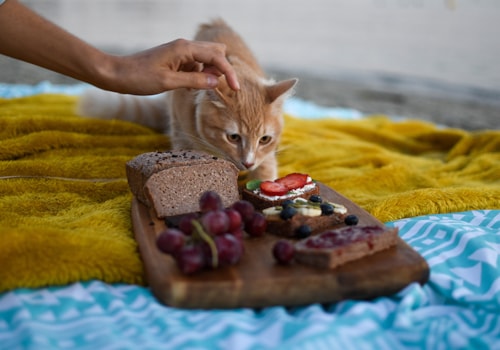 Why does my cat follow me everywhere? - Your Cat Why does my cat follow me everywhere? - Your Cat