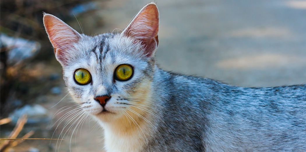 Asian cat breed