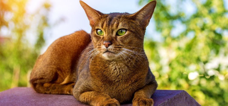 Abyssinian cat breed profile