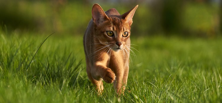 Abyssinian cat breed profile