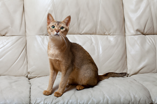 Abyssinian store cat lifespan