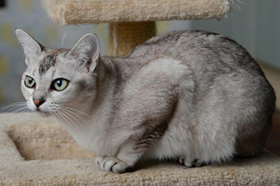 Asian Cat breed information and advice 