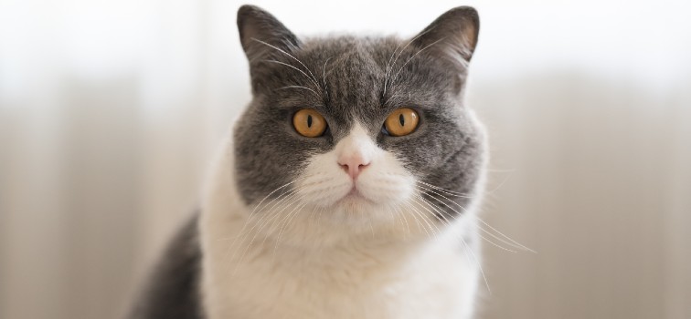 British Shorthair cat