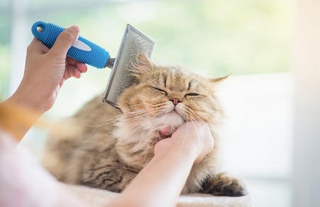 My cat hates being groomed! Your Cat