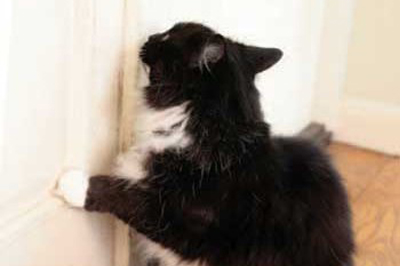 Why won't my cat spend time with me? Your Cat