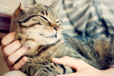 Understand Your Cat Your Cat