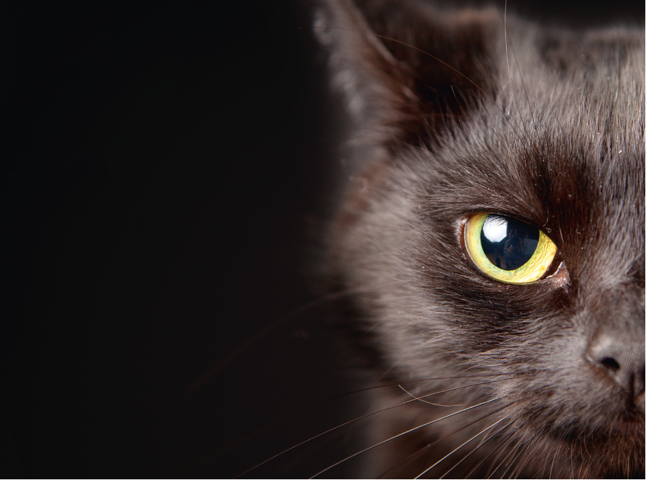 Why is my cat's fur changing colour? Your Cat