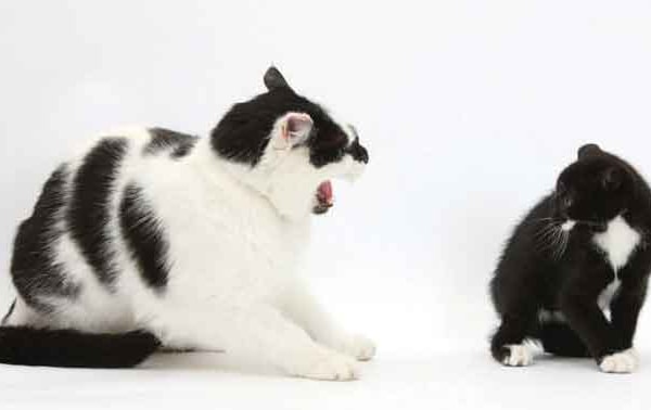 Why Is My Cat Hissing At My Other Cat Your Cat