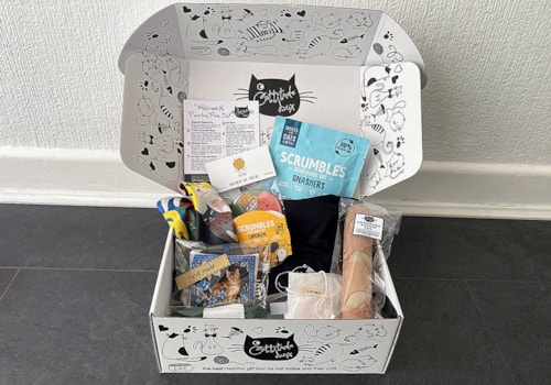 Why Does My Cat Follow Me Everywhere Your Cat