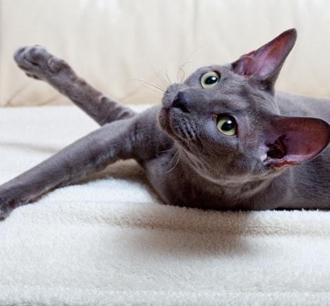 Cornish Rex Cat Breed Information And Advice Your Cat