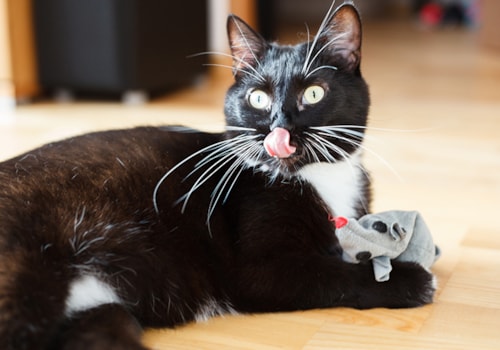 Why Does My Cat Follow Me Everywhere Your Cat