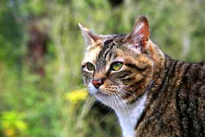 How do I keep my cat cool in summer? Your Cat