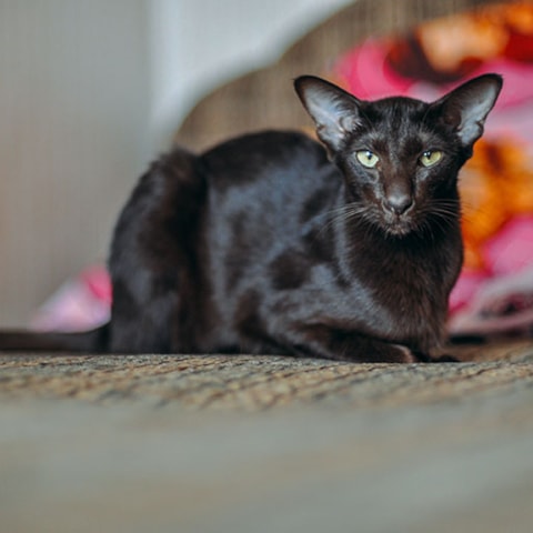 Oriental Cat Breed Information And Advice Your Cat Oriental Cat Breed Information And Advice Your Cat