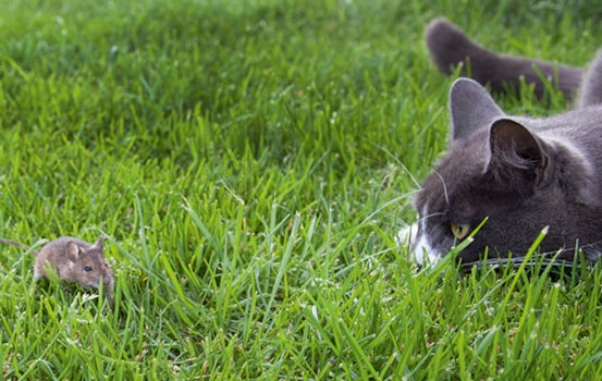 Your Cat Blog - Your Cat