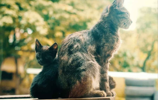 Introducing a kitten to a cat Introducing a kitten to a cat - Your Cat