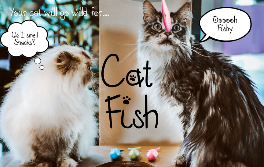 can cats sense pregnancy in their owners