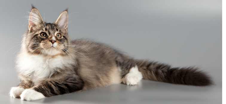 Maine Coon