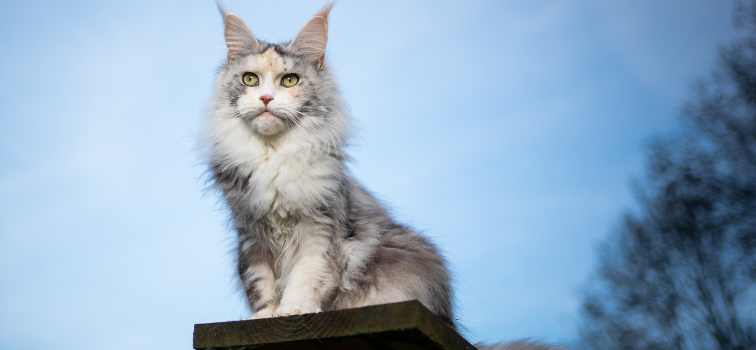 Maine Coon breeder