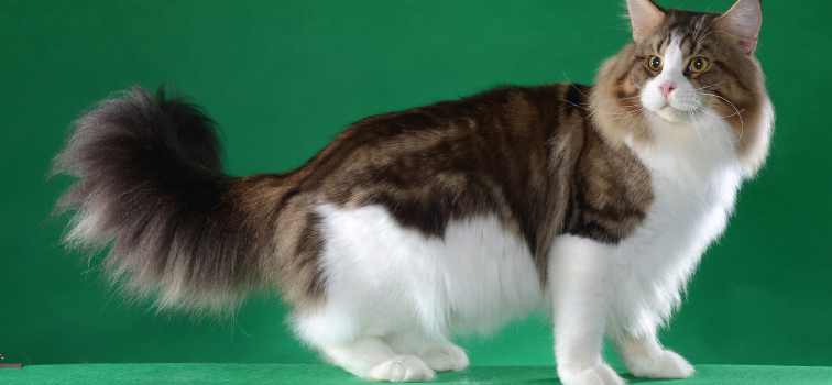 Maine Coon cat breed 
