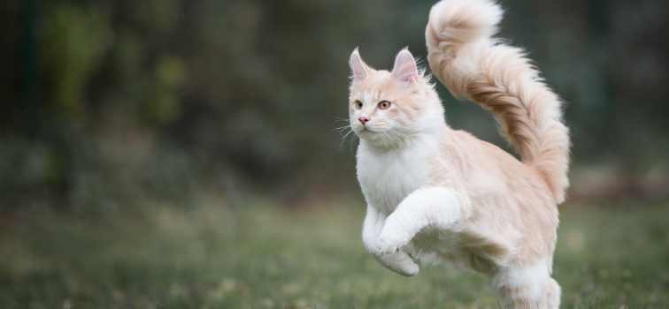 Maine Coon character