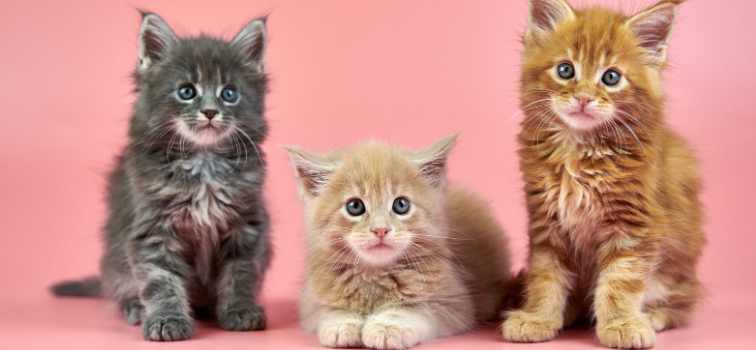 Maine Coon colours