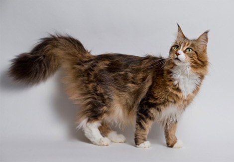 Maine Coon Cat Breed Your Cat
