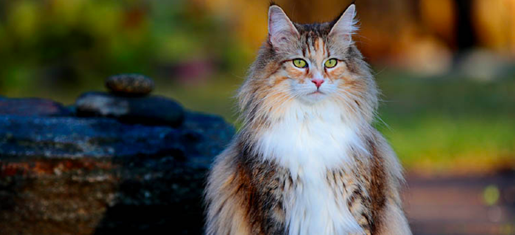Norwegian Forest Cat