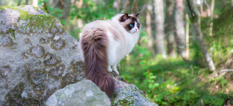 Ragdoll cat