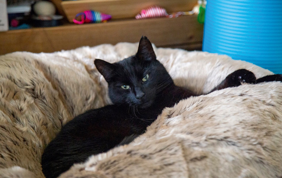 black cat cat bed