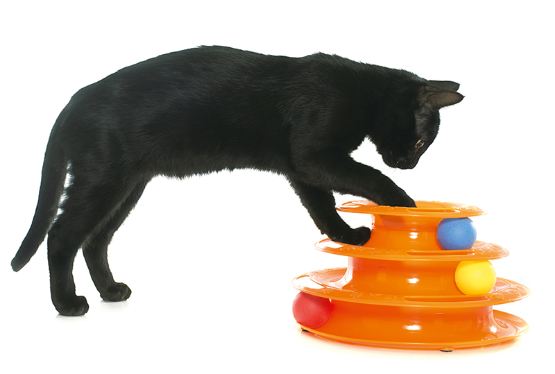 How to choose the right toys for your cat to play with Your Cat
