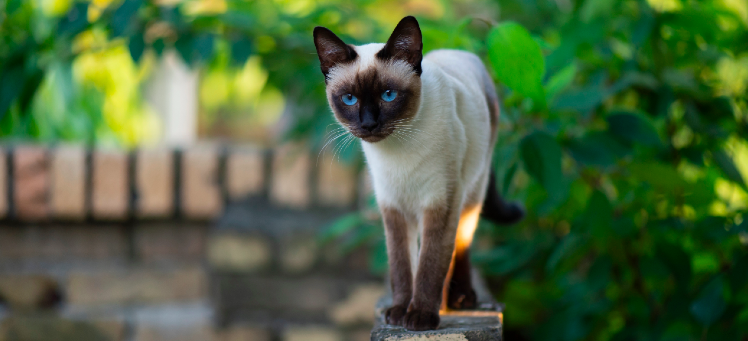Siamese cat