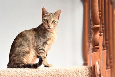 Sokoke cat breed information Sokoke cat breed information