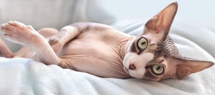 Sphynx cat