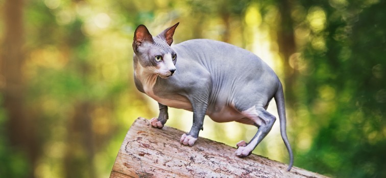 Sphynx cat