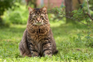 My cat has been shot what what do I do? Your Cat