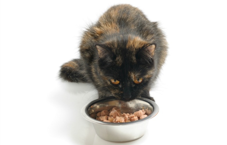 Why won't my cat eat wet food?