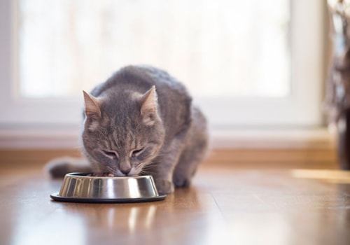 Why Does My Cat Follow Me Everywhere Petswall