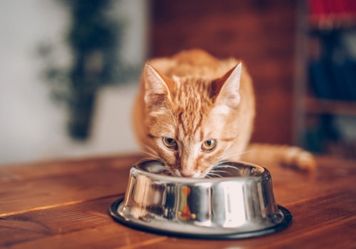 Why Does My Cat Follow Me Everywhere Your Cat