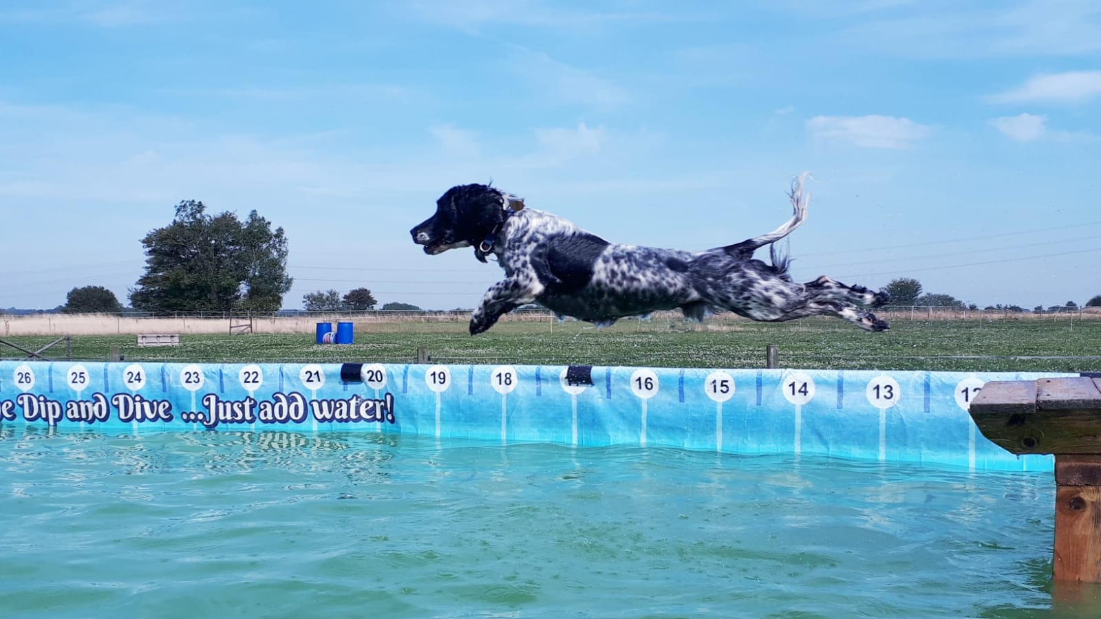 Dip Dog Hours at Michelle Plant blog