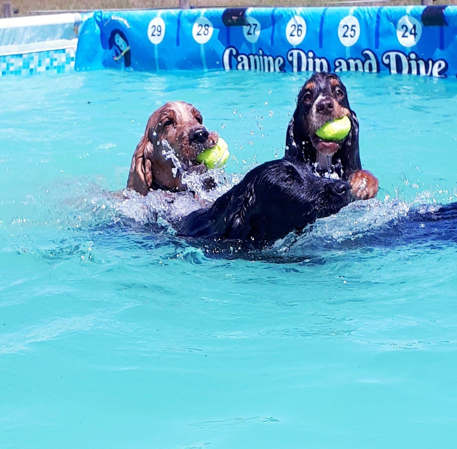 Canine Dip & Dive Your Dog