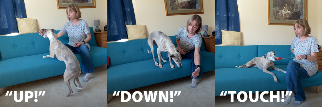 Teach your dog the up, down and touch commands.