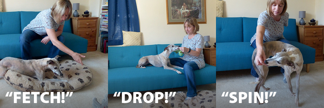 Teach your dog to fetch, drop and spin.