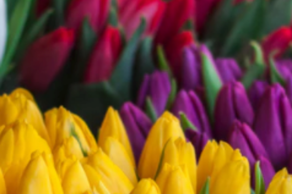 Tulips, daffodils, and rhododendrons are toxic to dogs! Your Dog