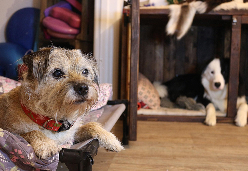 Why should you use a crate for your dog Your Dog