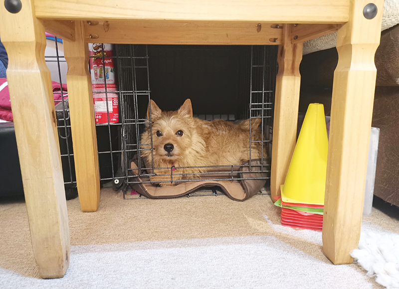 Why should you use a crate for your dog Your Dog