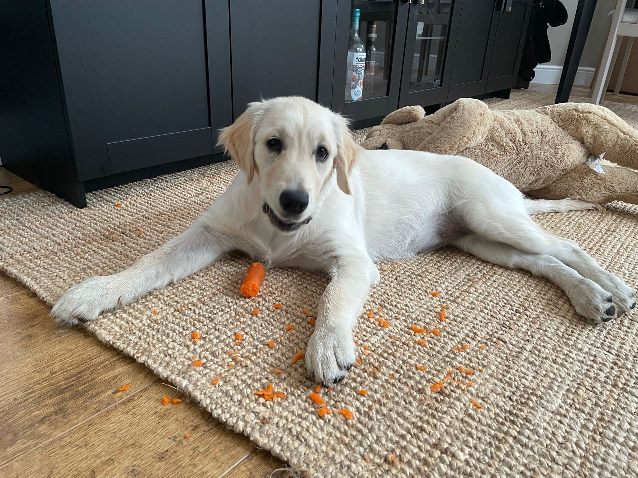 How unhygienic are Brits with their pets? Your Dog