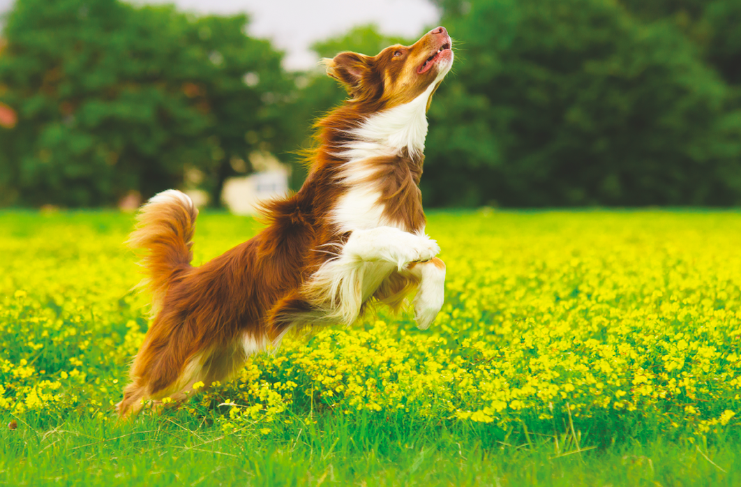 Lipids in dog's diet