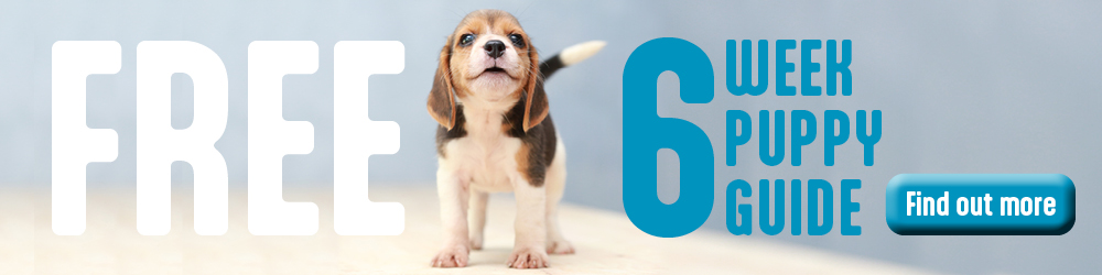 How often should i feed a 6 week outlet old puppy