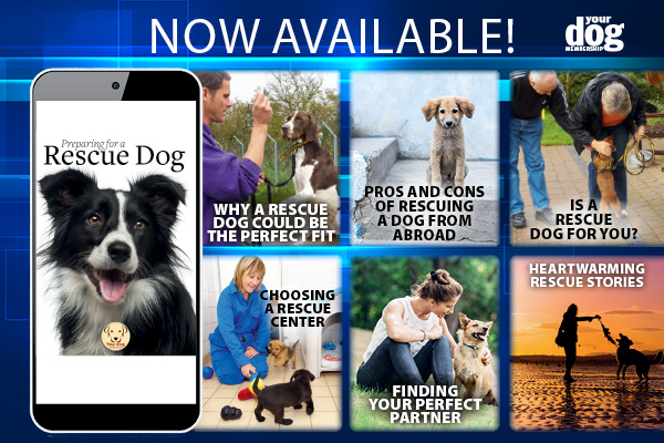 Preparing for a Rescue Dog Your Dog